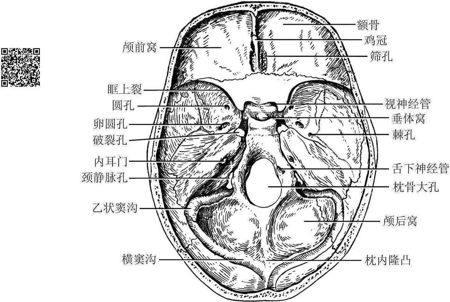 图1-49 颅 前面观-临床解剖学-医学